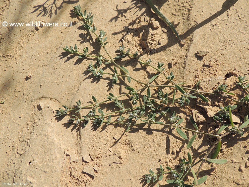 Paronychia arabica